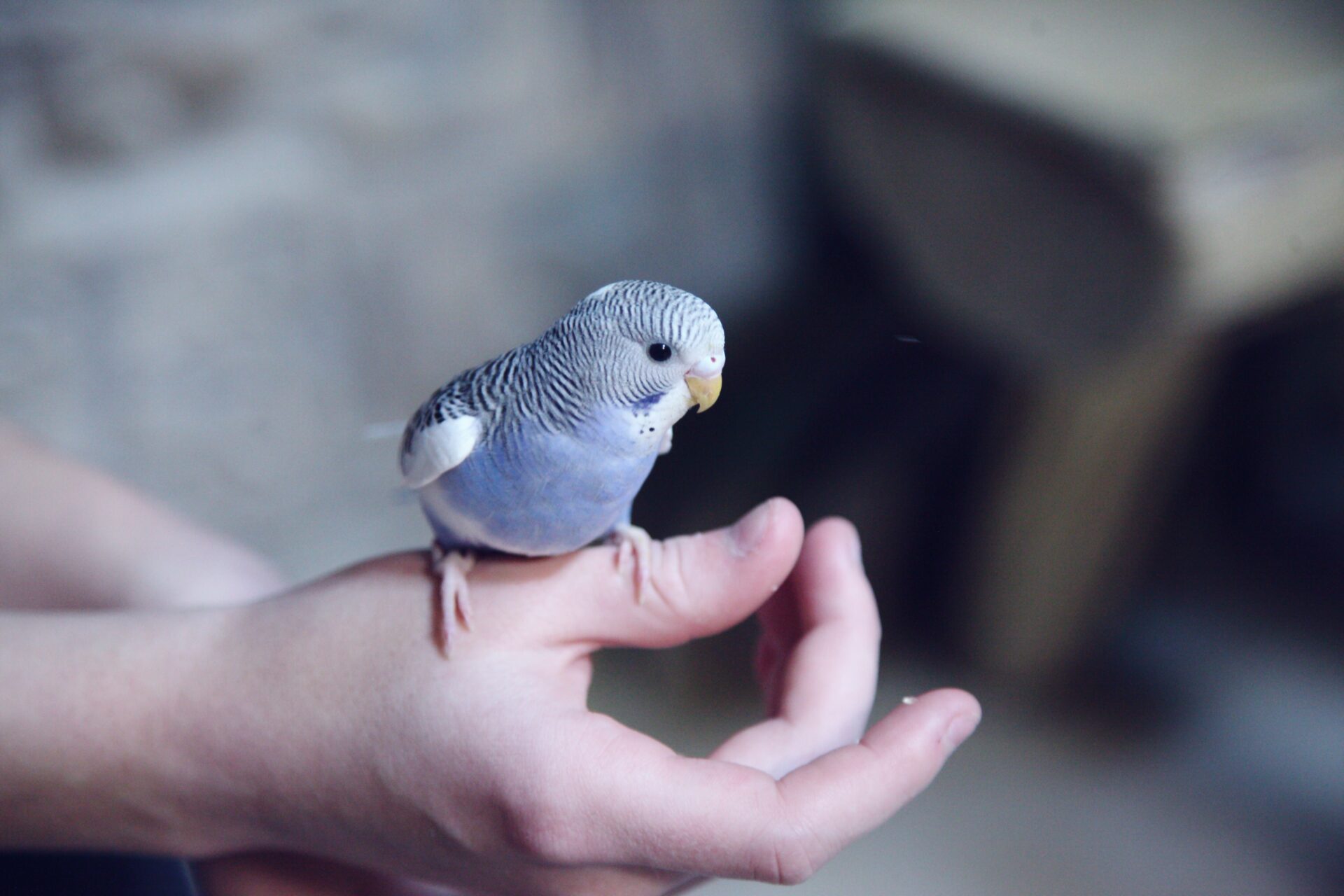 grey little bird sat on someone arm