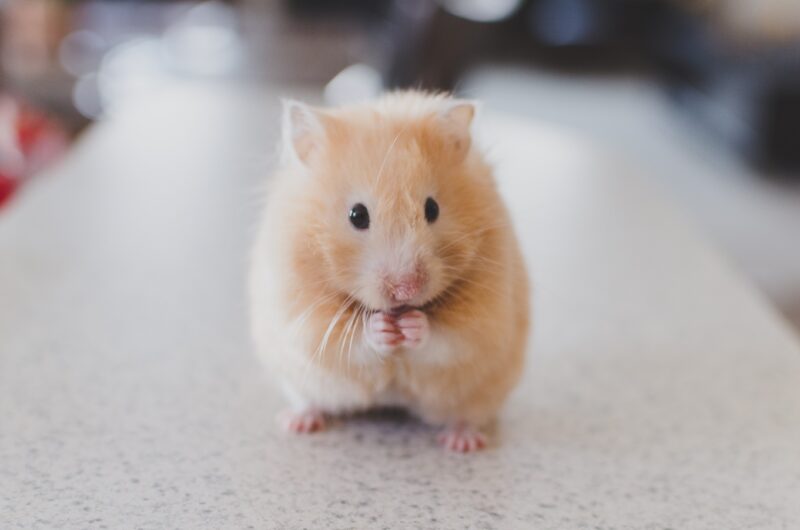 little cute fluffy hamster