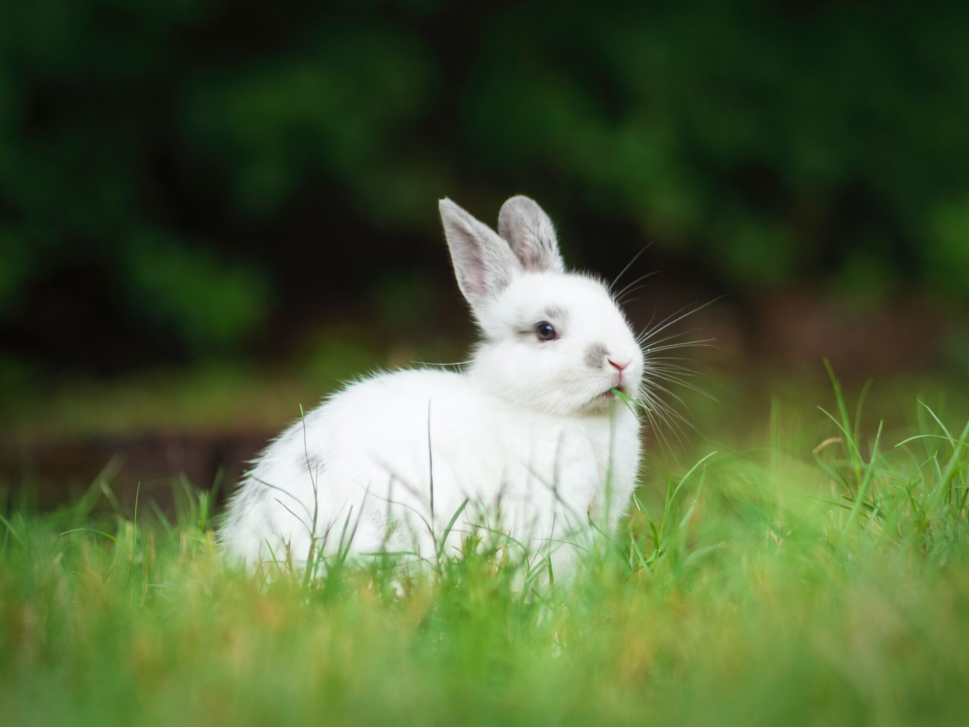 white rabbit sitting in grass