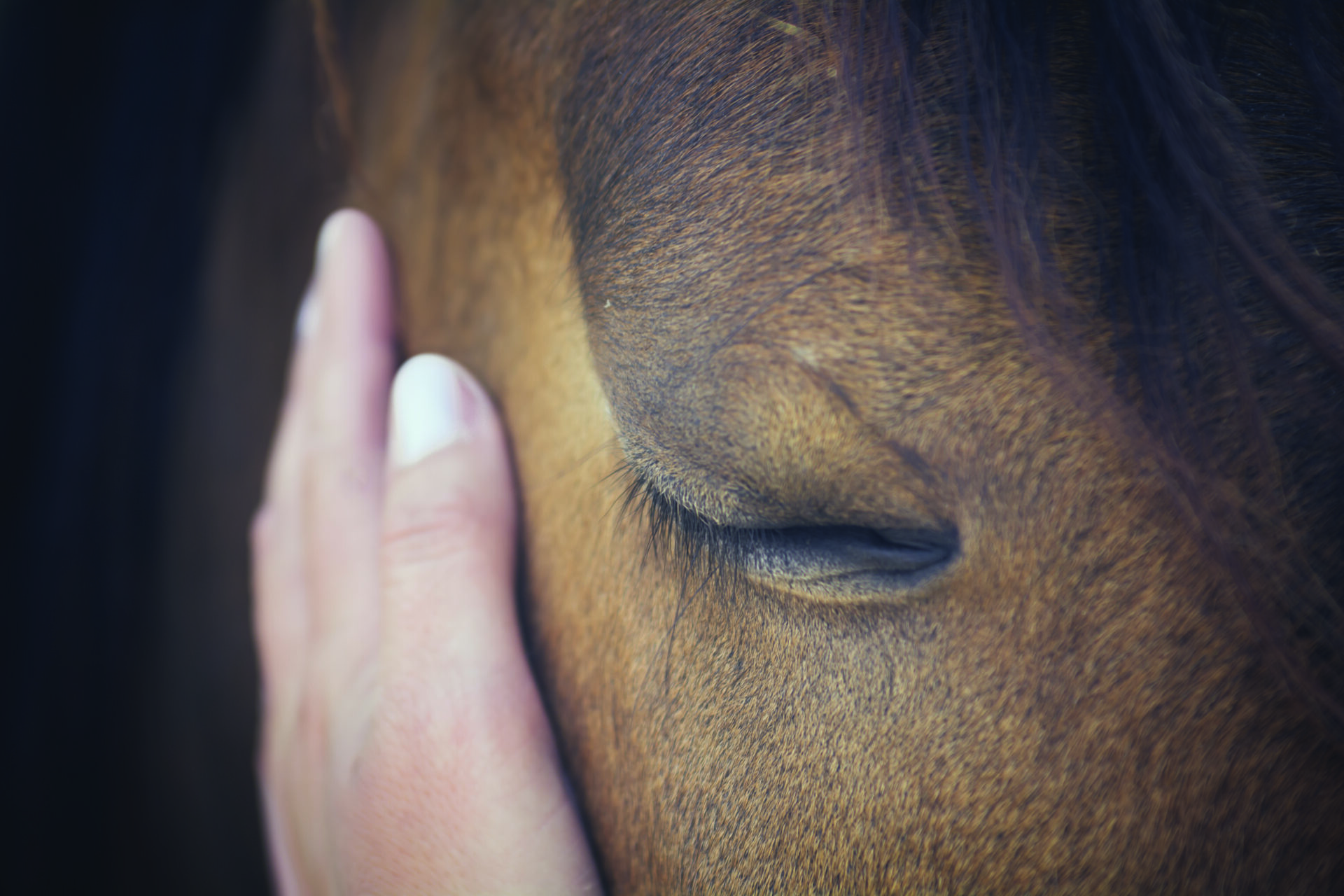 horse and owner