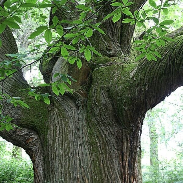 Biotree Urn - Biodegradable Urn That Grows a Tree - Image 8