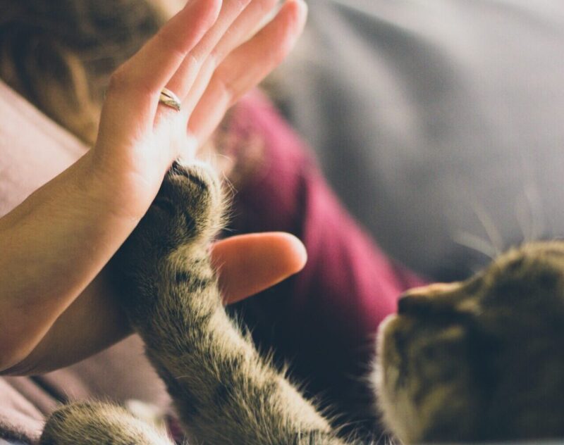 tabby cat putting paw on human hand