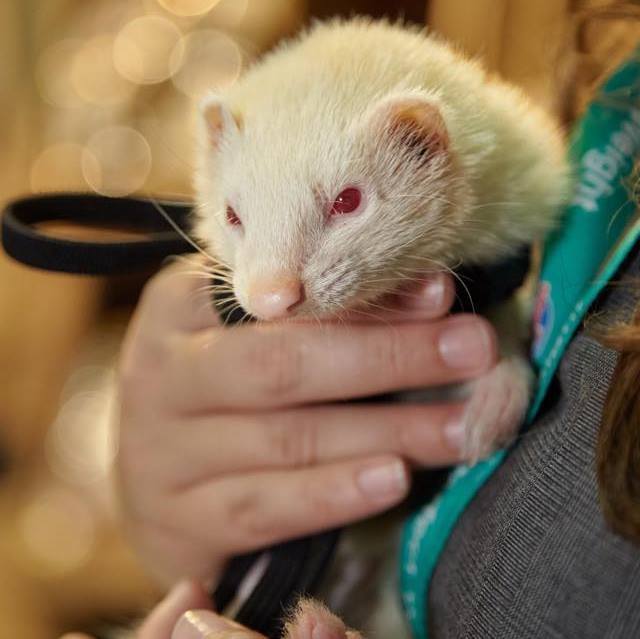 white albino ferret