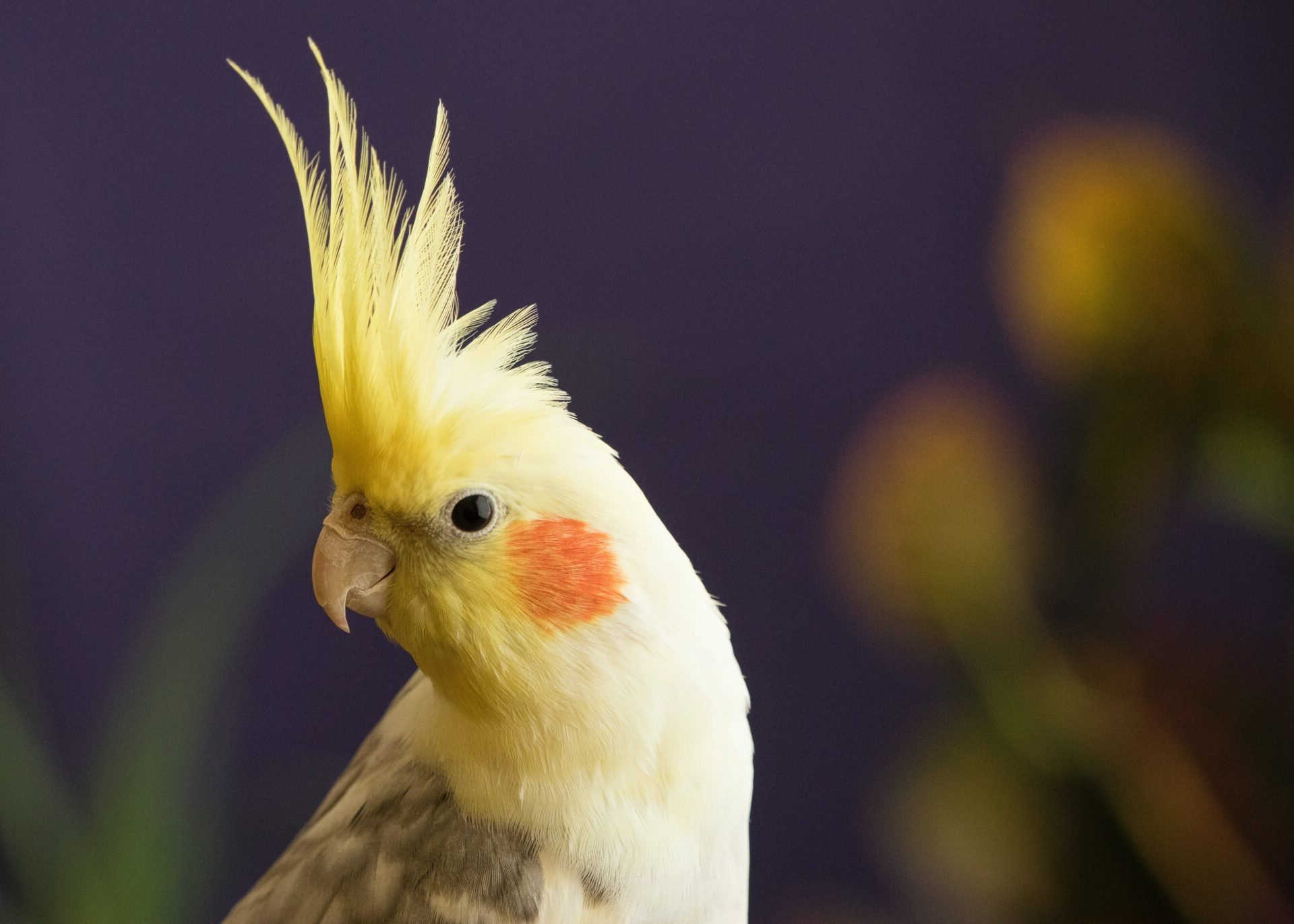 yellow bird with wild hair